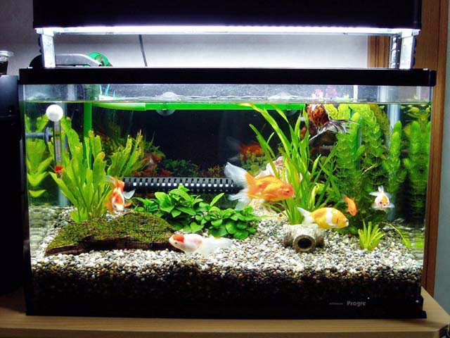 我が家の金魚たち ウィローモスは活着した