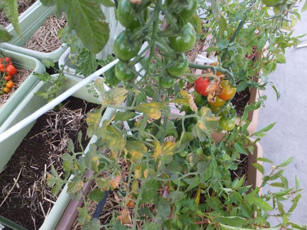 コウイちの屋上菜園備忘録 ミニトマトに殺菌剤を撒く