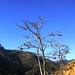 BELDACO EN PLENA FLORACIÓN