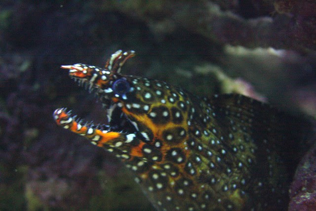moray eel, waikiki aquarium
