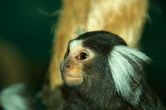 Day 70 - Marmoset