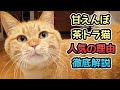 いろいろ 茶 トラ 猫 かわ��い 209081-子猫 茶トラ 里親 東京 無料