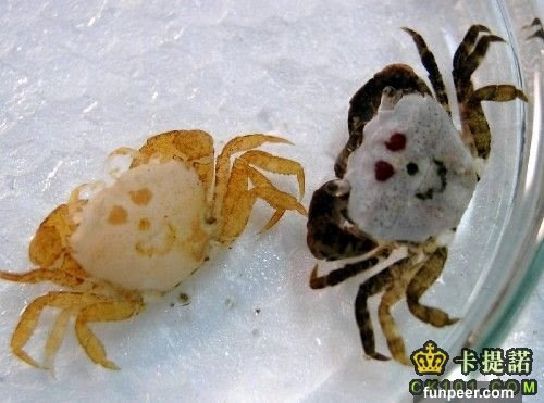 長有人臉像的怪異生物 附圖