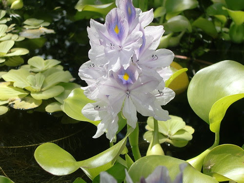 Water Hyacinth