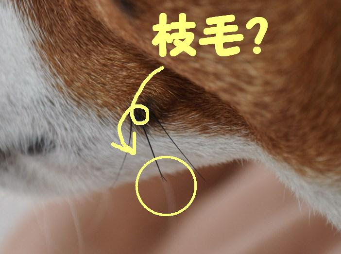 閑話休題 枝毛のある犬 怪獣くーごんがやって来た 旧老犬峻平介護日記