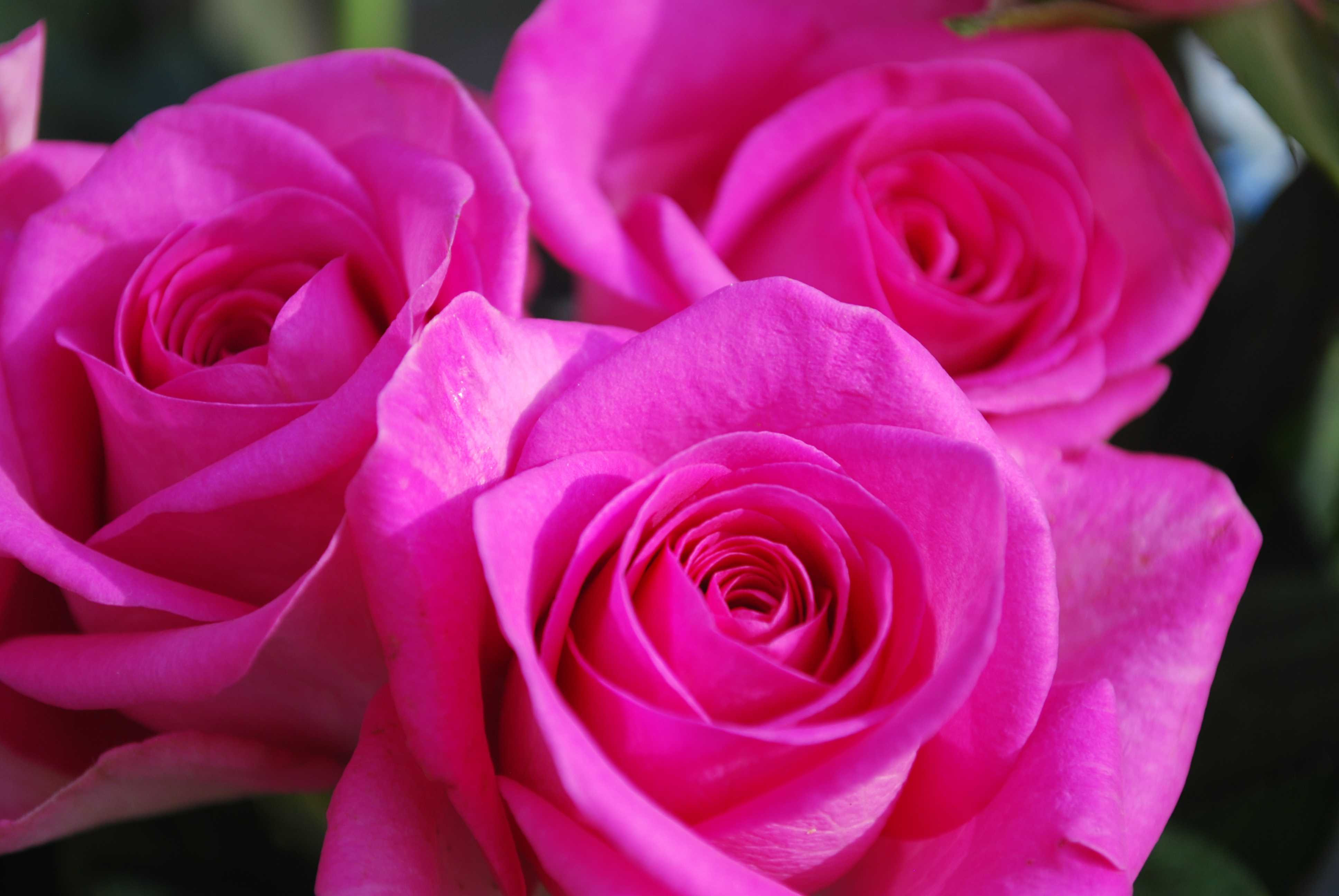 Flower Rose Wallpapers - Wallpaper Cave