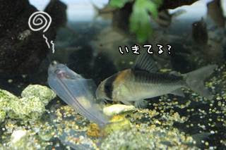 トランスルーセントグラスキャットの水換えを楽に乗り切る方法 D Wancory わんコリ