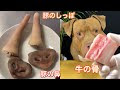 [最も共有された！ √] 犬 尻尾 骨 244825