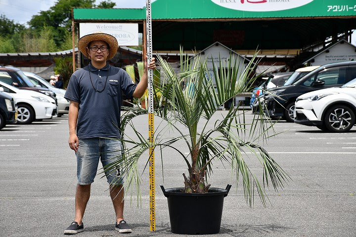 ヤシ 耐寒性 苗木 根巻苗でのお届け 現品発送 ココスヤシ ヤシの木 木 苗木 南国風 苗木 庭 ヤシの木 鉢上げ管理中 苗木 観葉植物 植木 庭木 シンボルツリー 常緑樹 高木 全国発送可 店頭にてミニバン ワンボックス 軽トラック引き取り可能サイズ R7