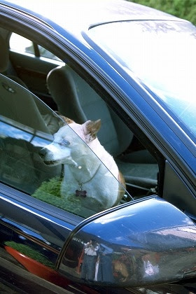 犬も車酔いするの 愛犬の症状を知って楽しいドライブ ドッグラン通信 ドッグランコーティング