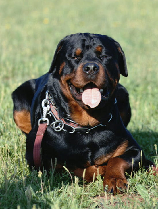 Comment Faire Prendre Du Poid A Mon Chien Resolu Forum Chiens Journal Des Femmes