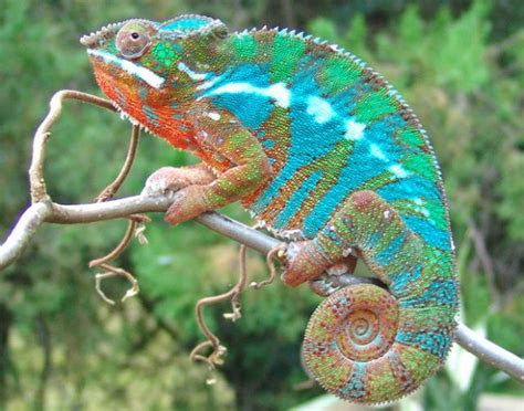 contoh hewan reptilmelata beserta gambar  penjelasannya