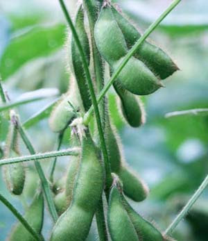 エダマメのプランター栽培 防虫ネットで害虫を防ぎます