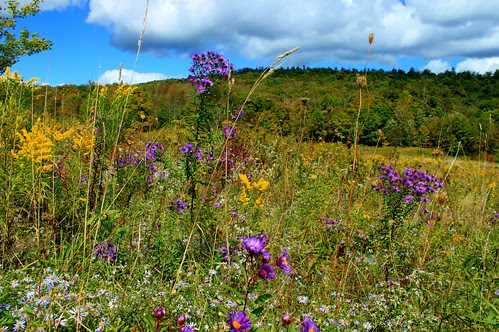 Wild asters in fields of golden rods . by t.nixon85