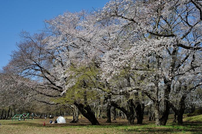 桜さんぽ No 9 野川公園