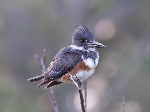 Belted Kingfisher