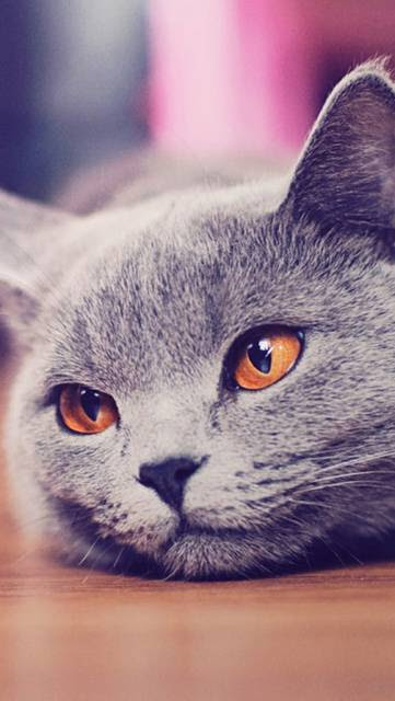 最高かわいい 猫 壁紙 おしゃれ すべての美しい花の画像