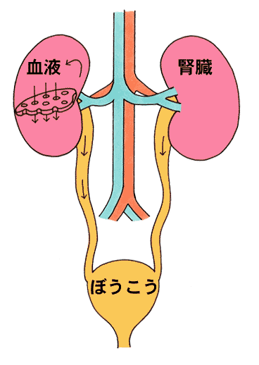 鹿児島県 Ckd 慢性腎臓病 について