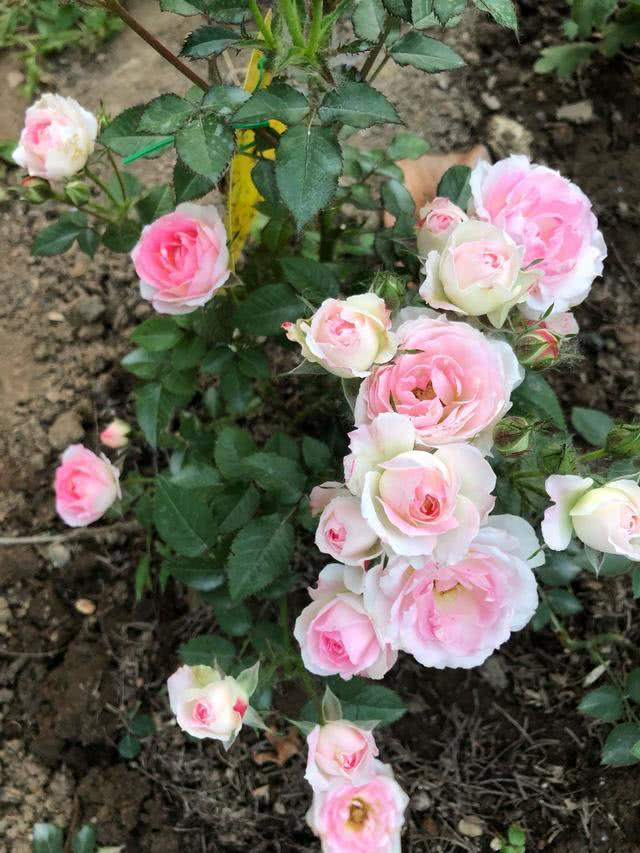 白桃妖精月季花图片 万图壁纸网