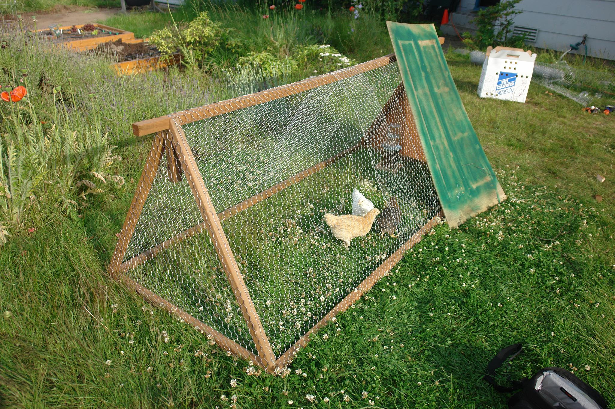 Description Chicken tractor wtih three chicks.jpg