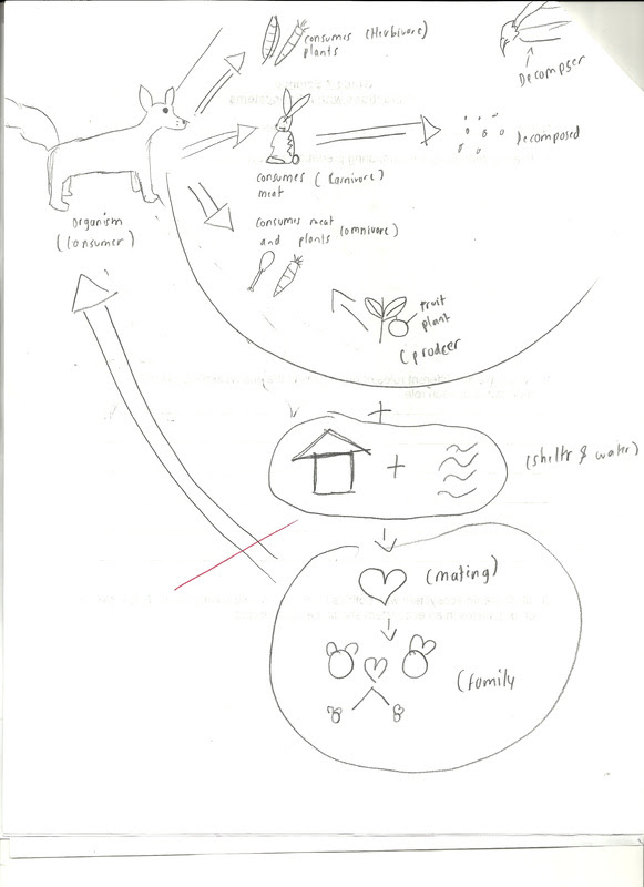 Science - Pio's Portfolio Term 3