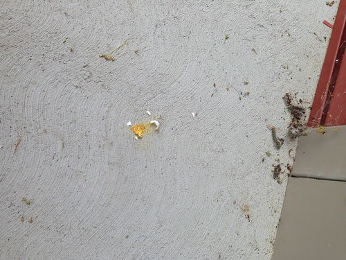 egging