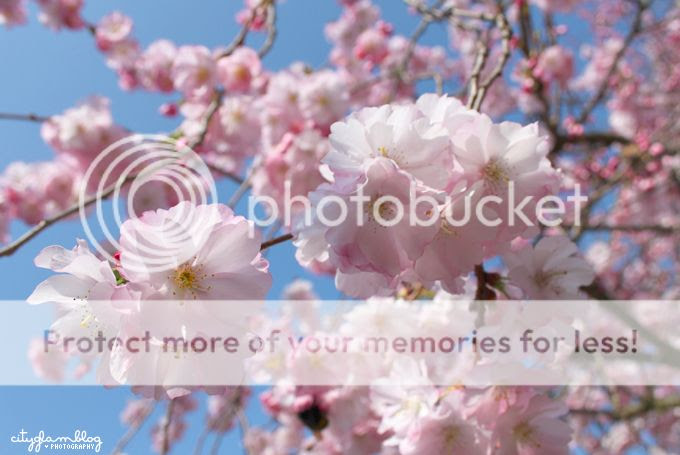 http://i402.photobucket.com/albums/pp103/Sushiina/cityglam/blossom3.jpg