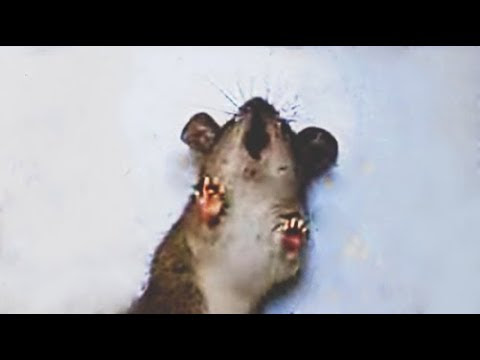 فيديو نادر- فأر يصرخ للنجاة من قط… ولن تصدق ما حدث بعد ذلك