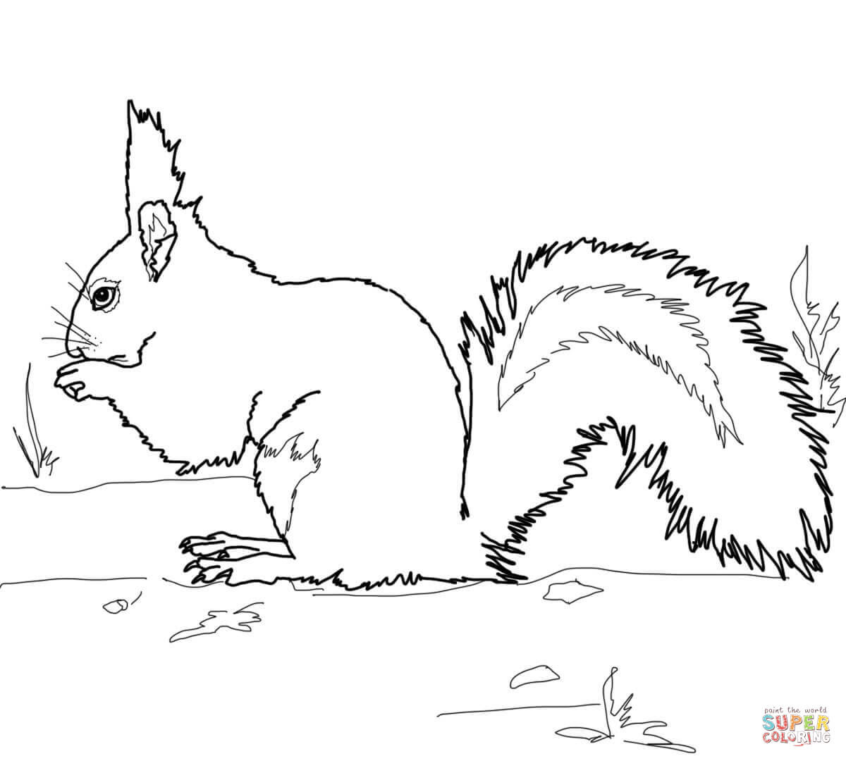 Red Squirrel