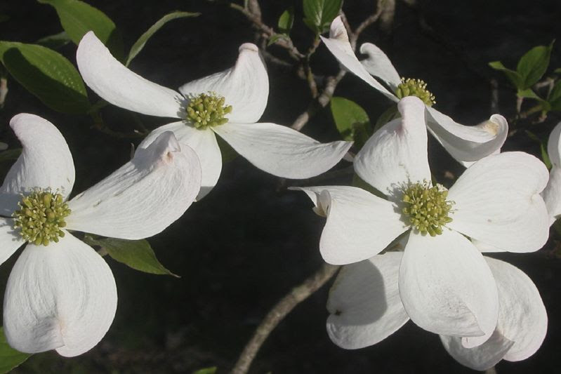 Dogwoods
