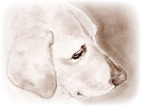 動物イラスト 鉛筆画 似顔絵イラスト 犬イラストのことなら イラスト担当書籍 くるみるか手描き動物イラスト