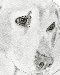 動物イラスト 鉛筆画 似顔絵イラスト 犬イラストのことなら 犬の描き方 写実的 くるみるか手描き動物イラスト