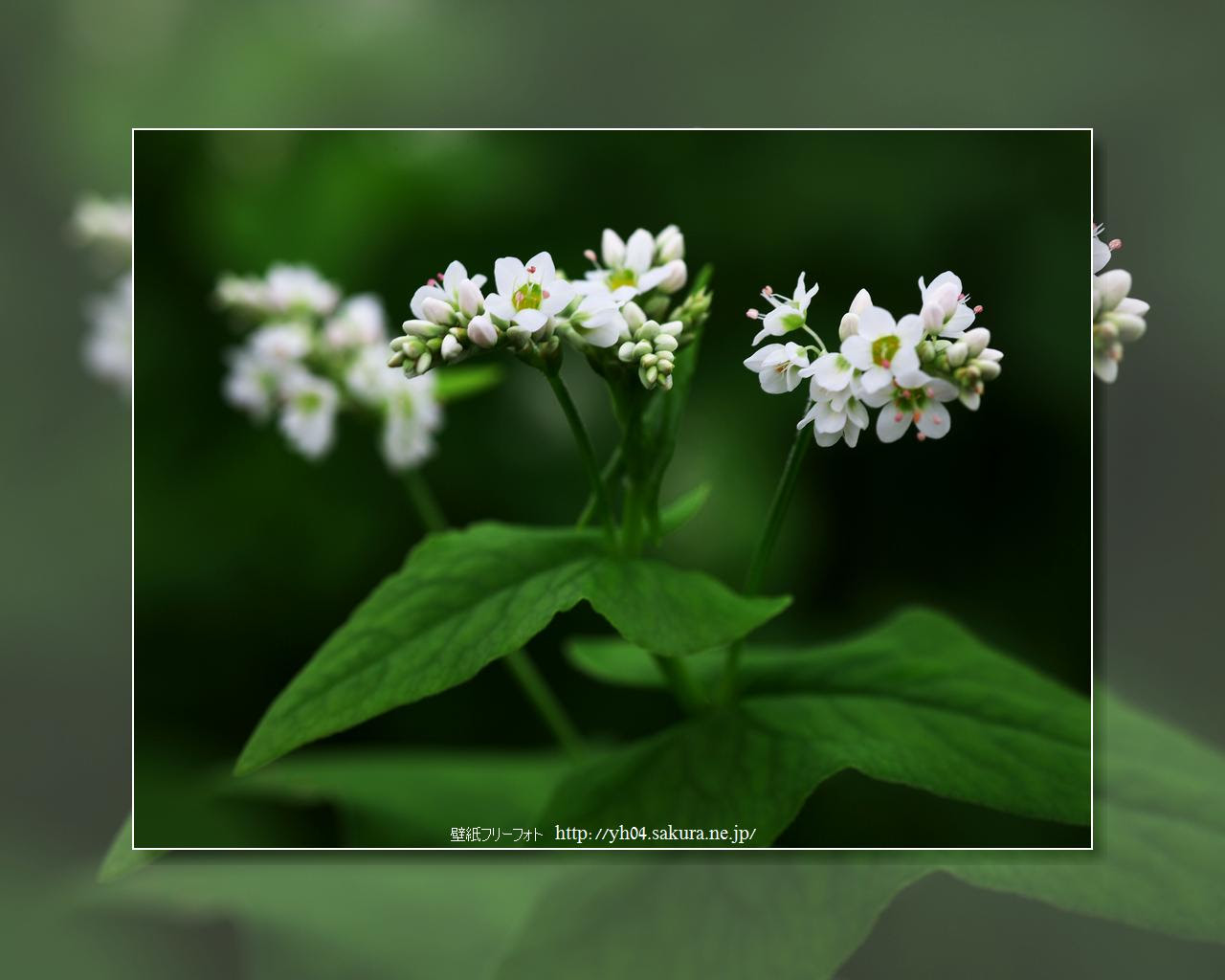 すべての美しい花の画像 最新高画質 デスクトップ 壁紙 花