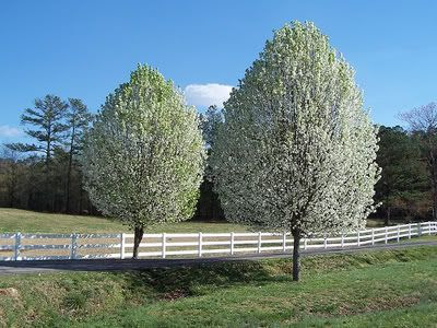 Bradford Pear Tree