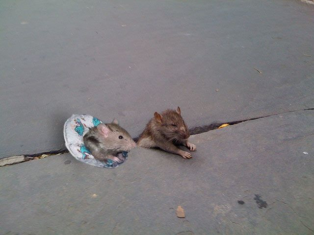 Rat Stuck in Sidewalk + some Photoshopping (33 pics)