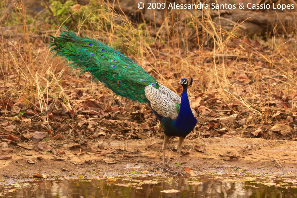 Peacock _MG_2785_F