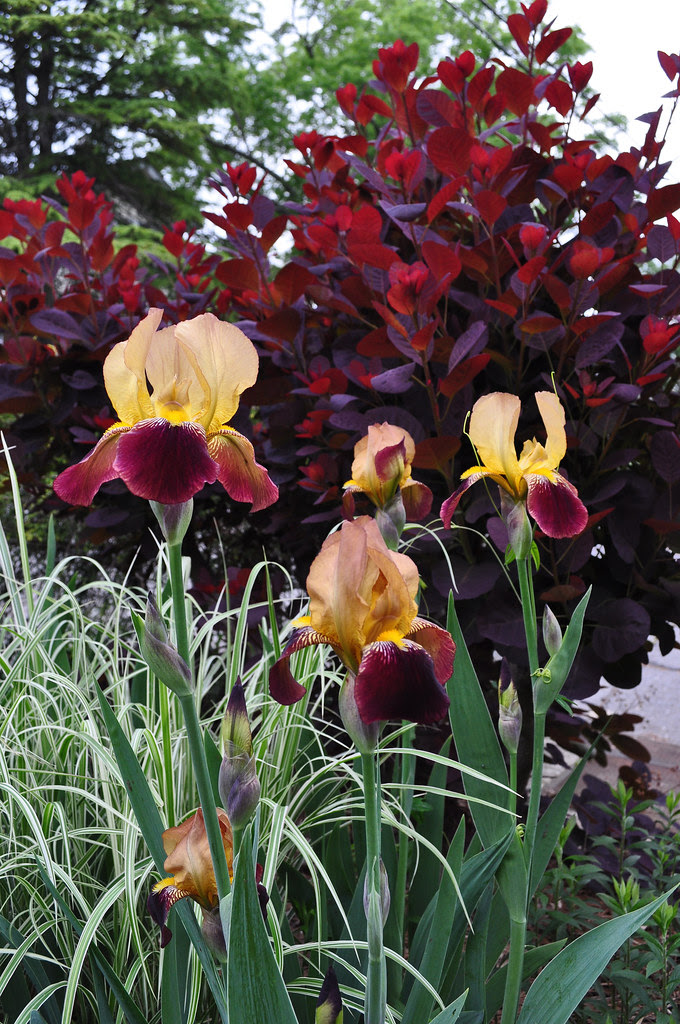 Amber and Burgundy Iris by Royal Purple Smoke Tree (2)