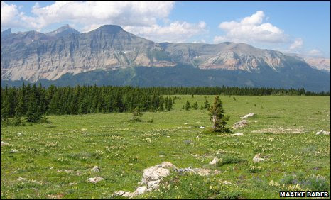 Treeline at Lee Ridge, in the Glacier National Park of Montana