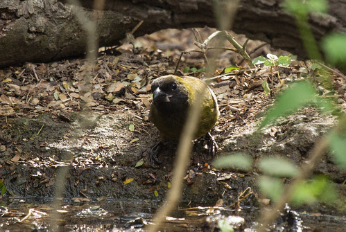 Crimson-collared Grosbeak