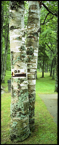 birches