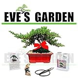 Holiday Christmas Special Bonsai Tree Gift Kit - 8 Year Old Japanese Juniper in a 8 inch Ceramic Container, Bonsai Master Fertilizer, Small Clipper, Figurine, Bonsai Care & Instruction Guide, Decorated & Gift Wrapped - Grown by Eve's Garden