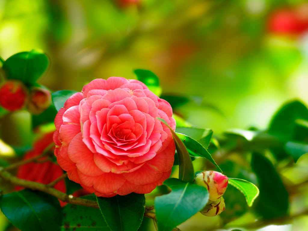 ツバキ 椿 無料写真素材ならフリー素材タウン