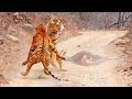 Watch: Tigress Tries To Steal Tiger's Meal. This Happens Next