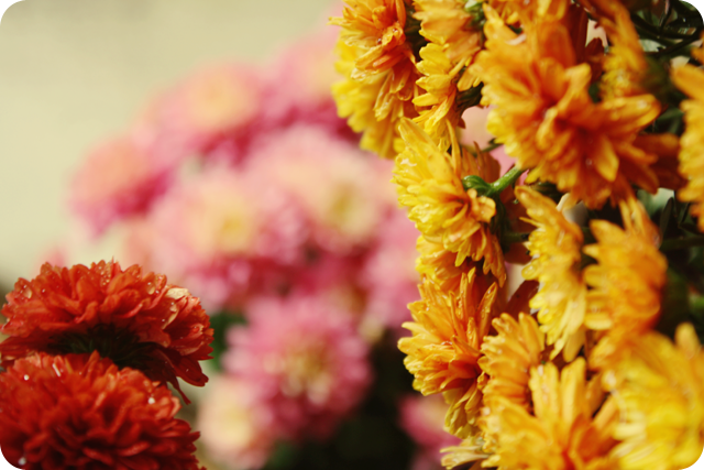 {autumn} hues #6