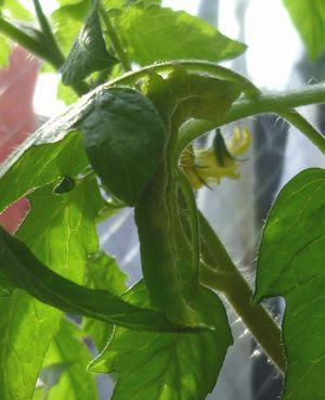 簡単 野菜の水耕栽培 またまた室内ミニトマトに虫がいた