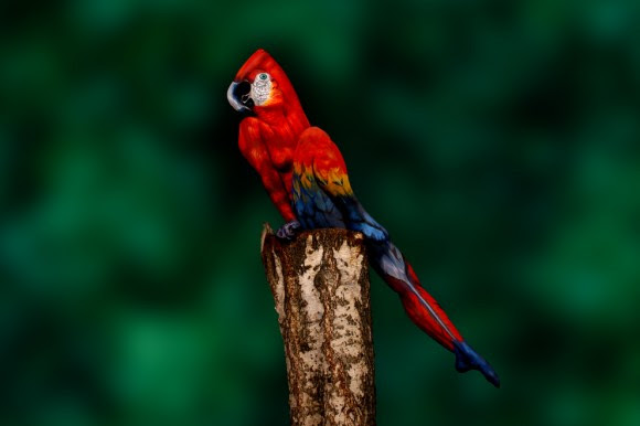 Human Parrot Optical Illusion