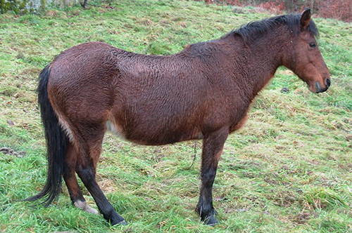 Cave paintings from the Paleolithic era describe a pony that is the ancestor 