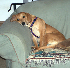 Sophie_lazy