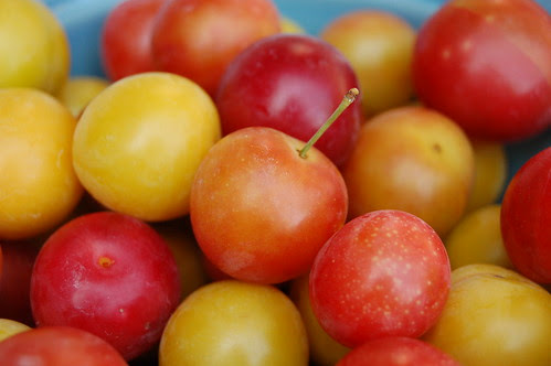 Close Up of Bowl of Foraged Plums by Eve Fox copyright 2009