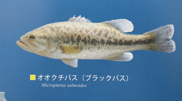 バス丼 琵琶湖にブラックバス料理を出す店がある 京都のお墨付き